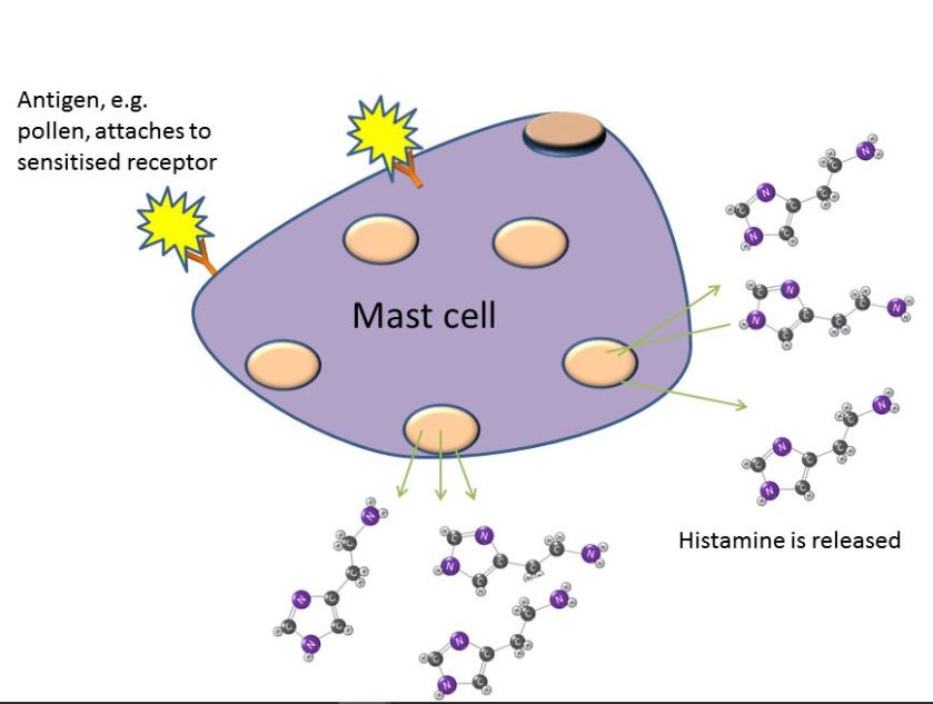A diagram of a mast cell